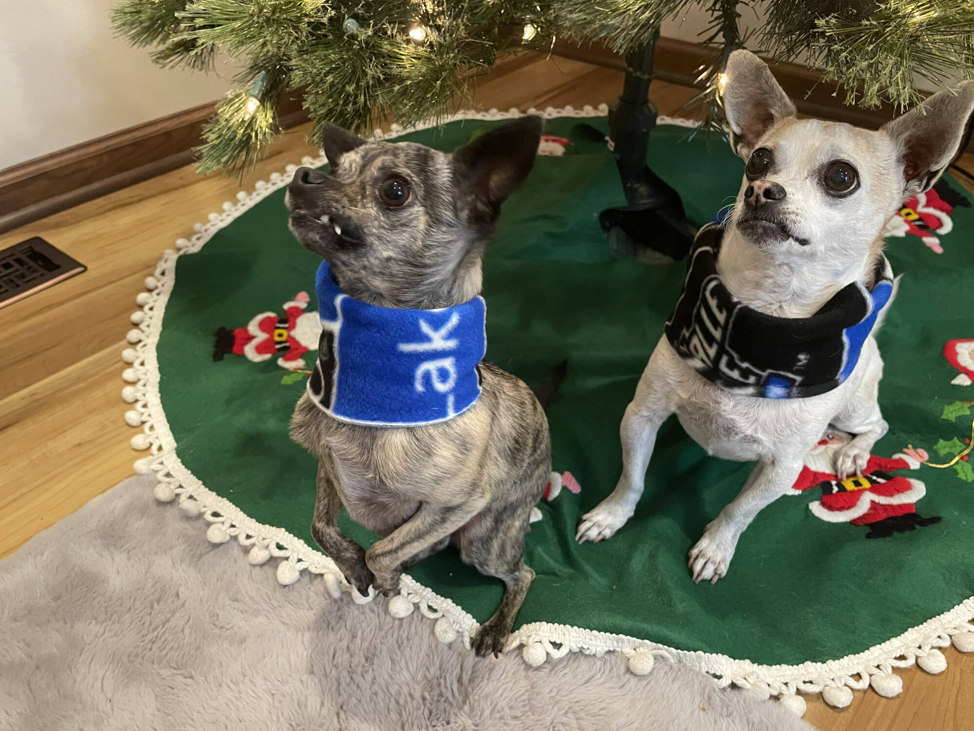 Max and Rango sporting their GVSU neck warmers